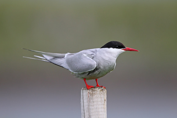 Arctic Tern