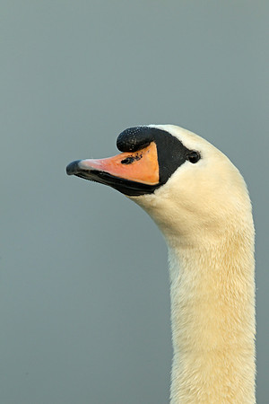 Mute Swan