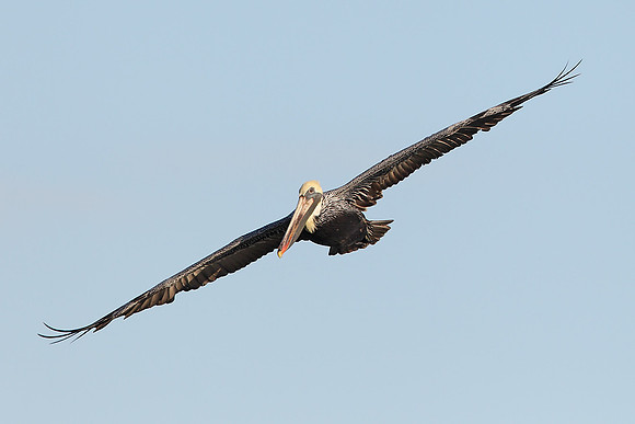 ​Brown Pelican
