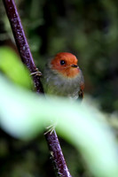 Rufous-headed Pygmy-Tyrant