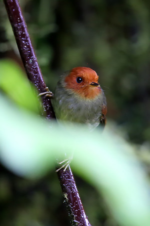 Rufous-headed Pygmy-Tyrant