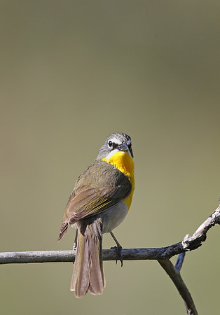 Yellow-breasted Chat