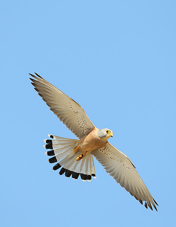 Lesser Kestrel