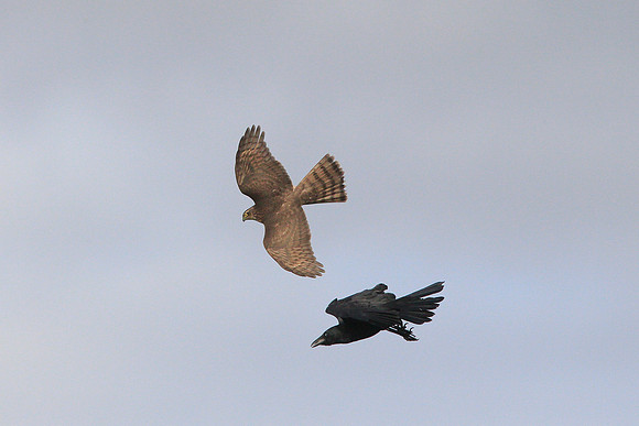Sparrowhawk