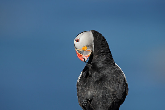 Puffin