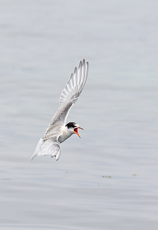 Arctic Tern