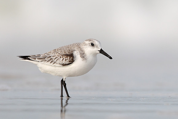 Sanderling