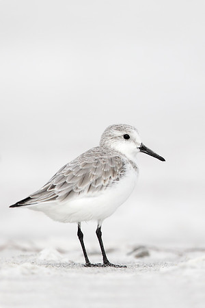 Sanderling
