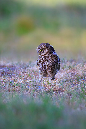 Little Owl