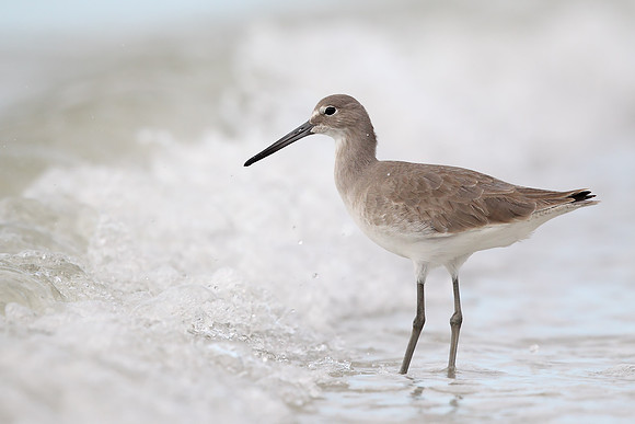 Willet