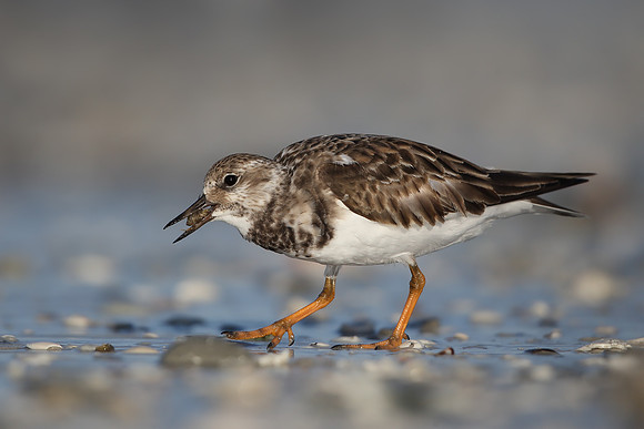 Turnstone