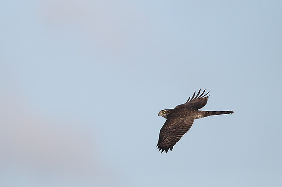 Sparrowhawk