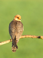Red-footed Falcon
