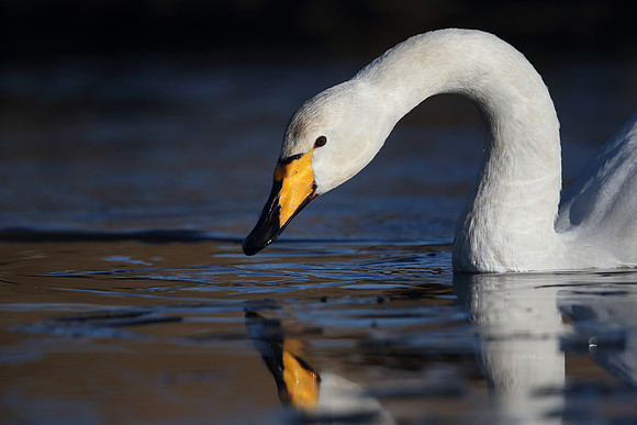 Whooper Swan