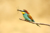 European Bee-eater