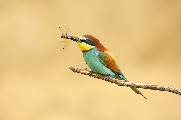 European Bee-eater