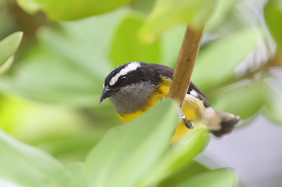 Bananaquit