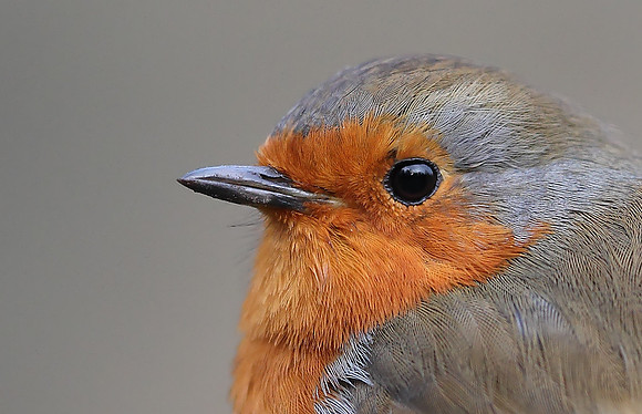 Robin