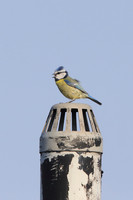 Blue Tit