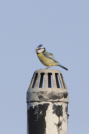 Blue Tit