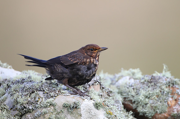 Blackbird