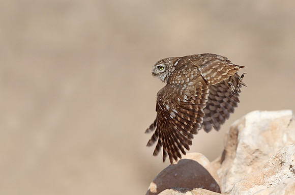Little Owl