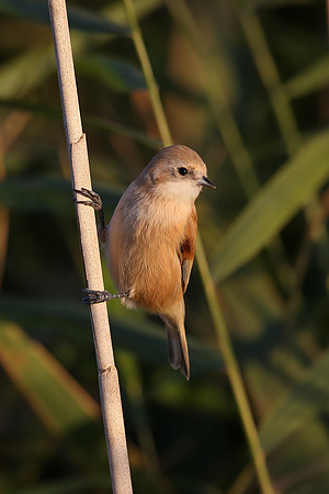 Penduline Tit