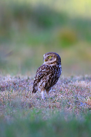 Little Owl