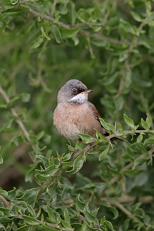 Spectacled Warbler