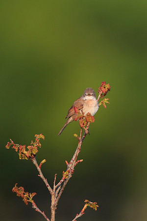 Whitethroat