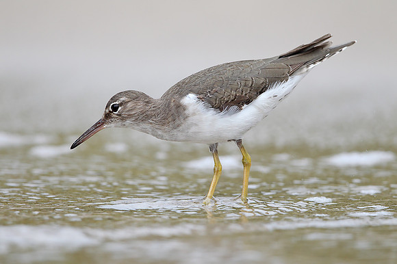 Spotted Sandpiper