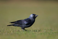 Jackdaw