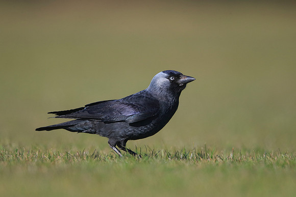 Jackdaw