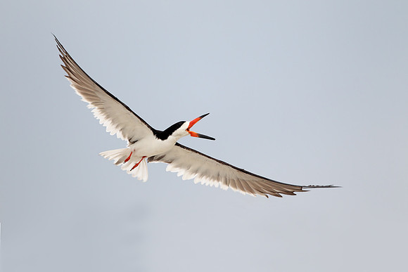 Black Skimmer
