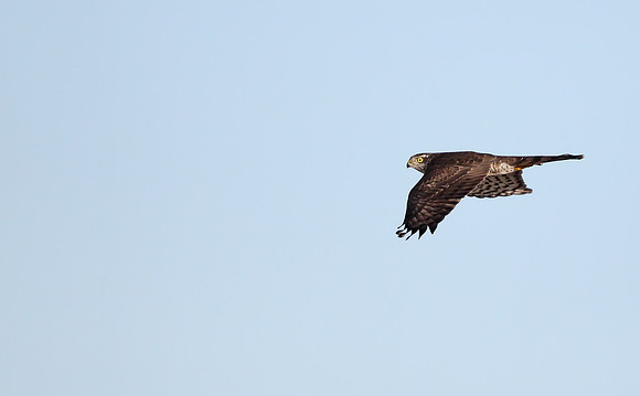 Sparrowhawk