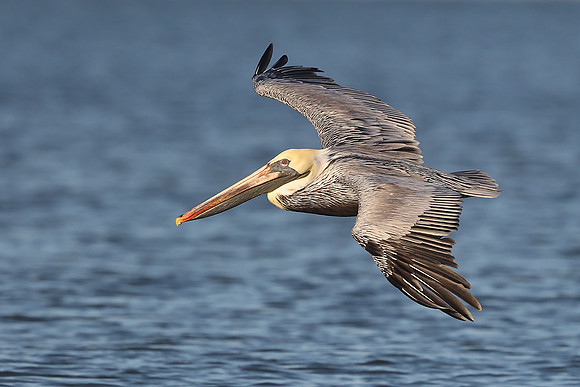 ​Brown Pelican
