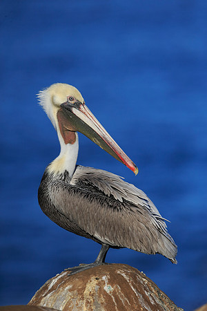 Brown Pelican