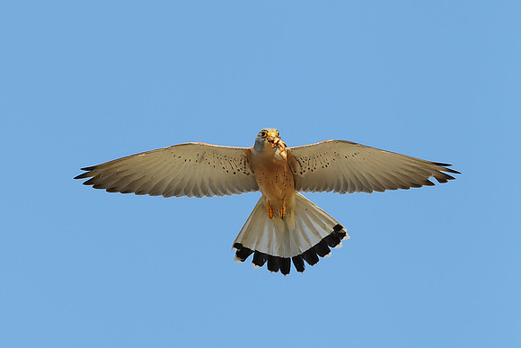 Lesser Kestrel