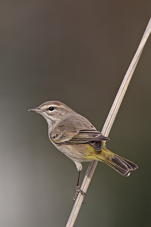 Palm Warbler
