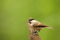 Marsh Tit