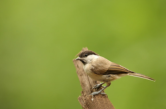 Marsh Tit