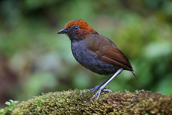 Chestnut-naped Antpitta
