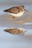 Least Sandpiper