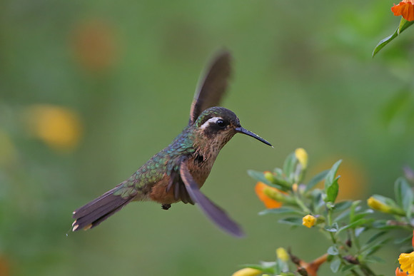 Speckled Hummingbird