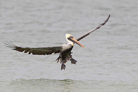 Brown Pelican