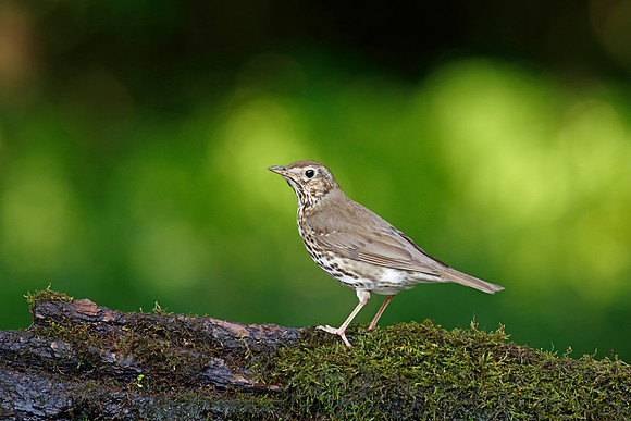 Song Thrush