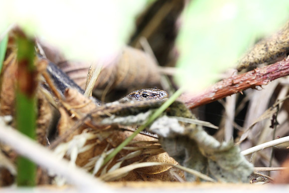 Common Lizard
