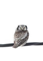 Owls
