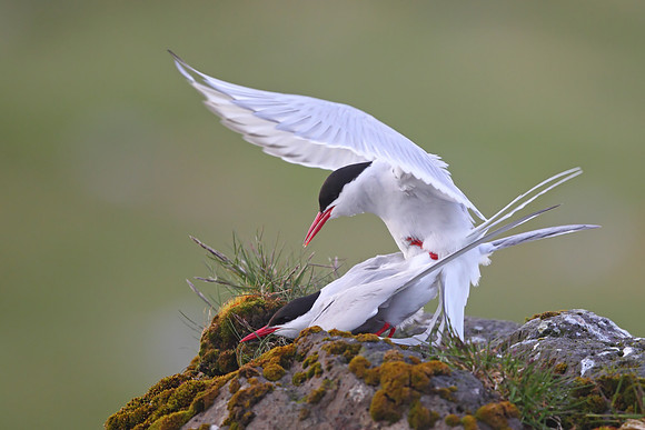 Arctic Tern