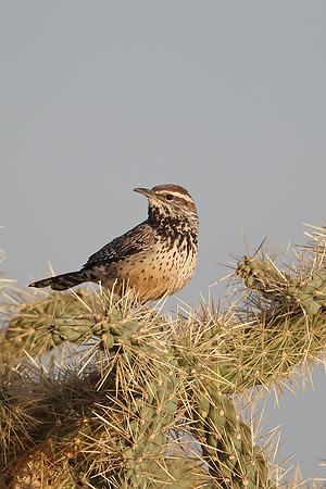 Cactus Wren